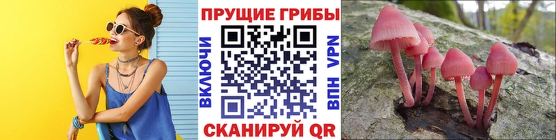 дарнет шоп  Агрыз  Галлюциногенные грибы Psilocybine cubensis 